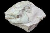 Oreodont (Leptauchenia) Skull On Rotating Stand #78174-3